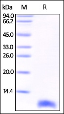 S100B Recombinant Protein