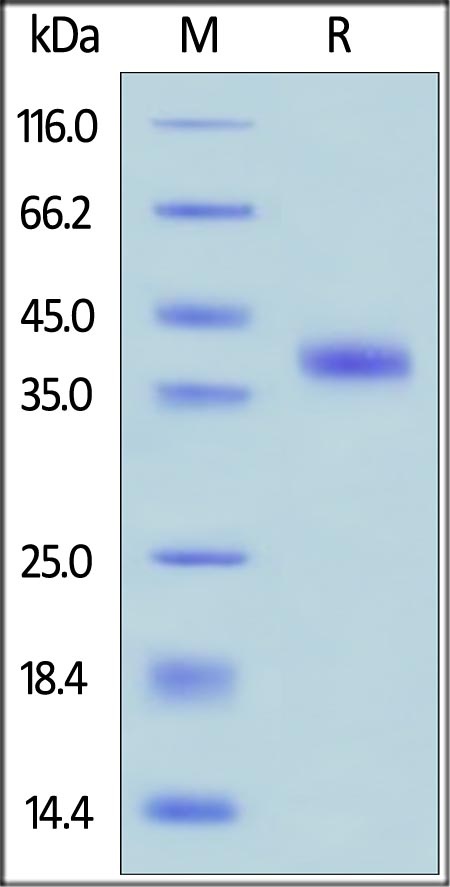 Rspondin 1 Recombinant Protein