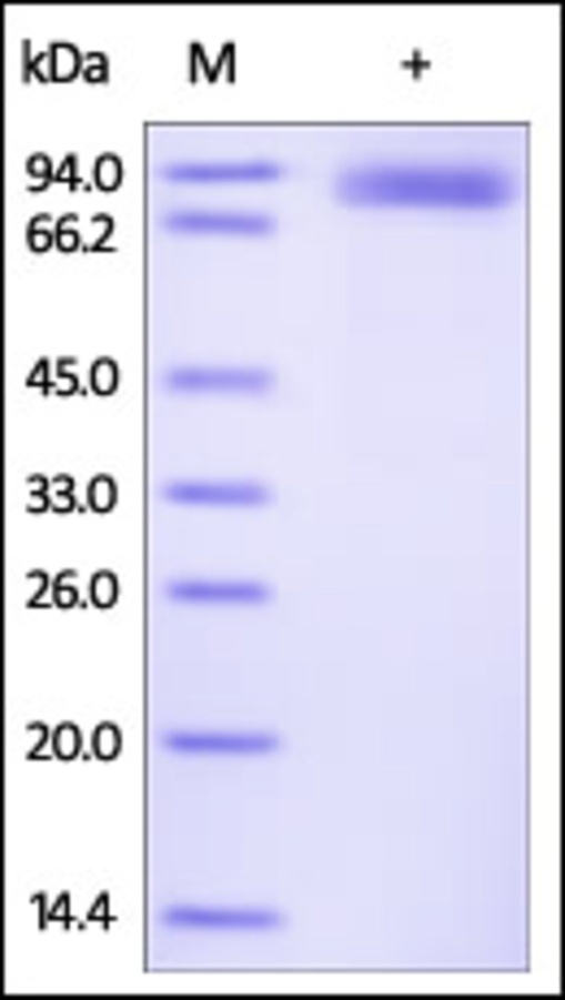 ROR 2 Recombinant Protein