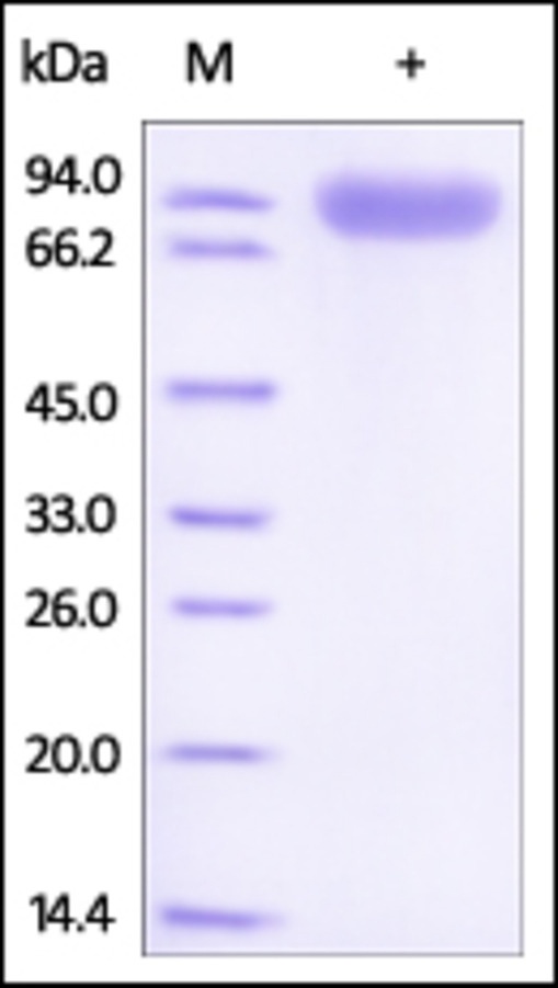 ROR 1 Recombinant Protein
