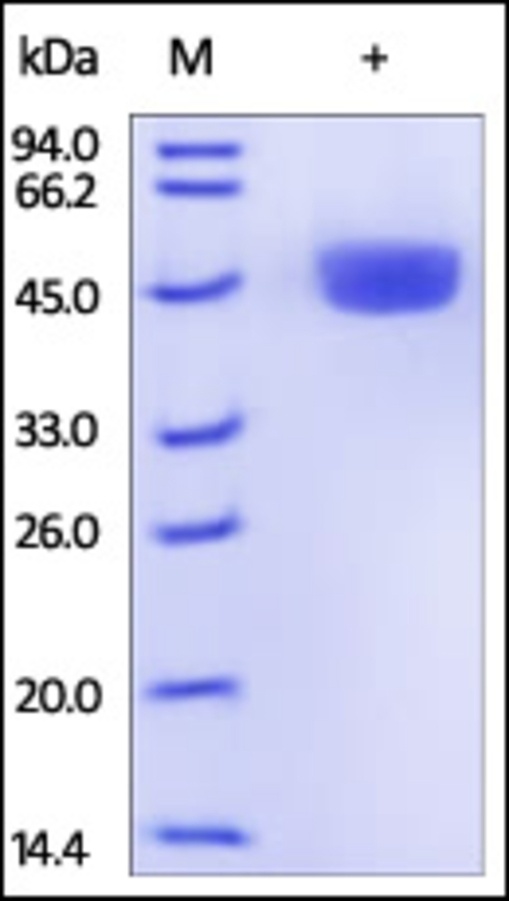 RENIN Recombinant Protein