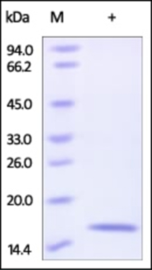 REG4 Recombinant Protein