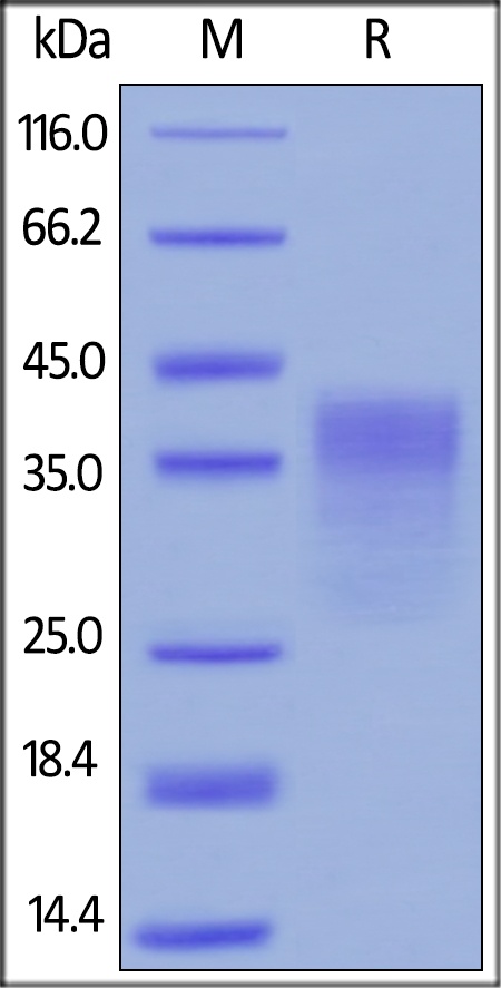 PD1 Recombinant Protein