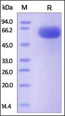 CD200 Recombinant Protein