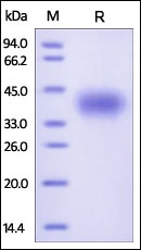 CD200 Recombinant Protein