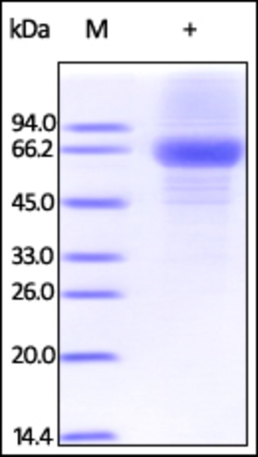 IL12 A Recombinant Protein