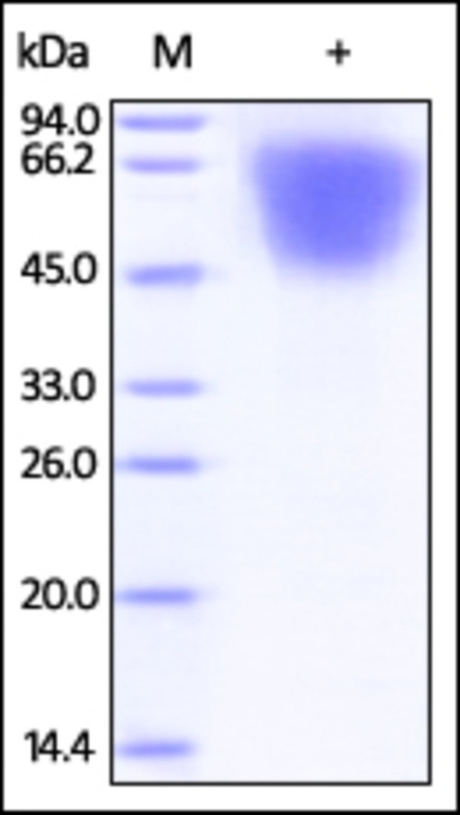 LYPD3 Recombinant Protein