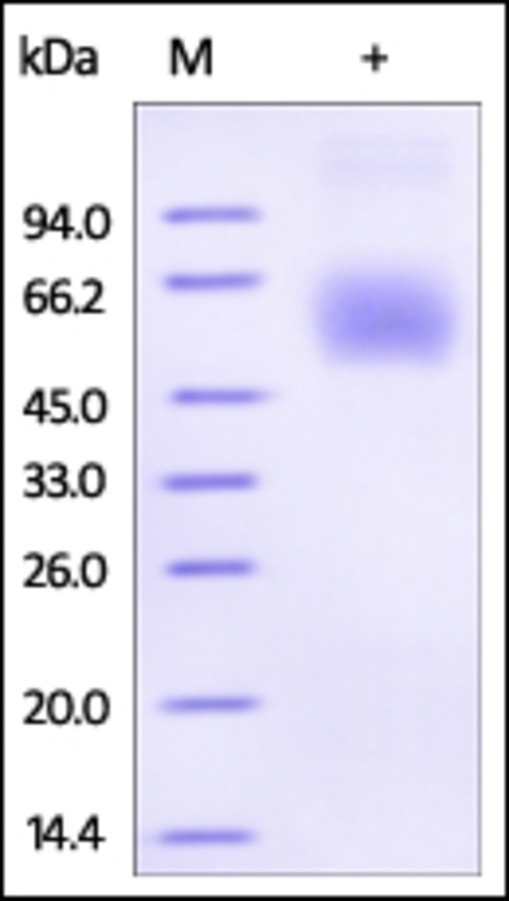 Lumican Recombinant Protein
