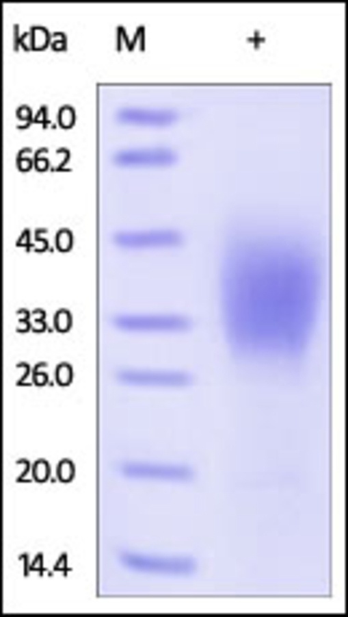 CD58 Recombinant Protein
