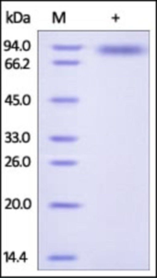 CD132 Recombinant Protein