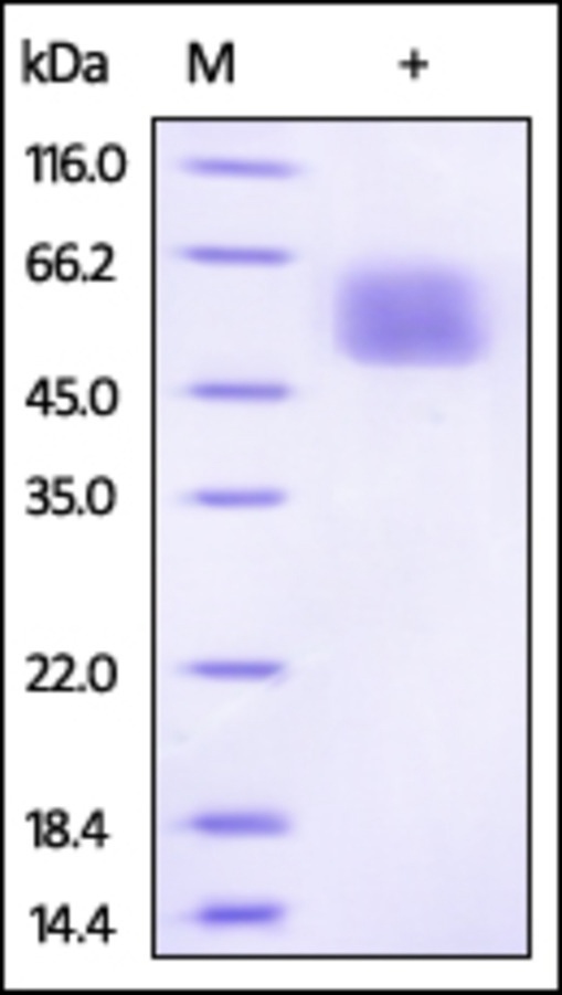 IL13RA1 Recombinant Protein
