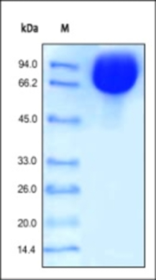 ICAM 1 Recombinant Protein