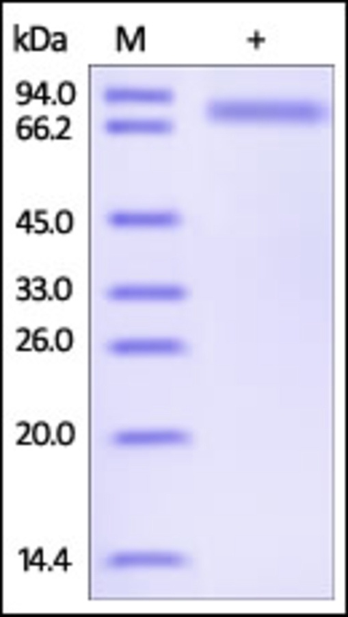 SERPIND1 Recombinant Protein