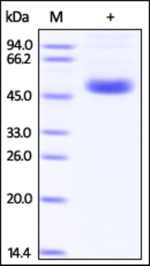 Influenza A virus Neuraminidase Recombinant Protein