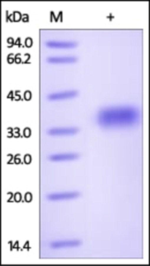 Glyco Recombinant Protein A33 Recombinant Protein