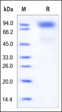 GCSFR Recombinant Protein