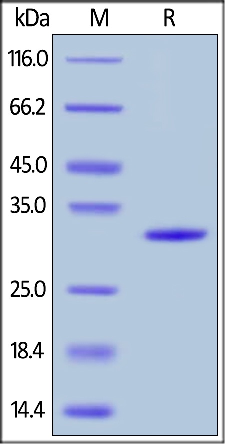 Galectin 3 Recombinant Protein