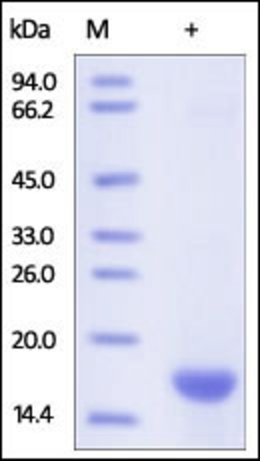 FABP 5 Recombinant Protein