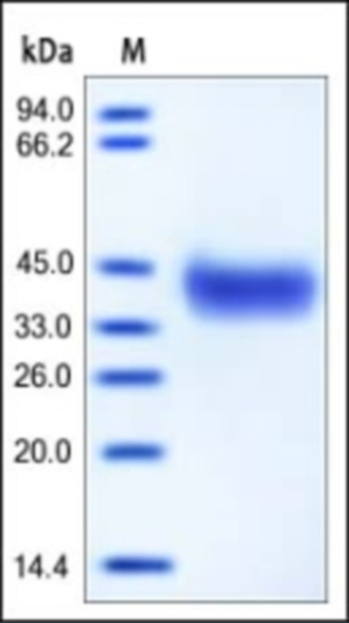 EpCAM Recombinant Protein
