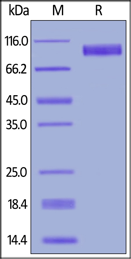 EGFR Recombinant Protein