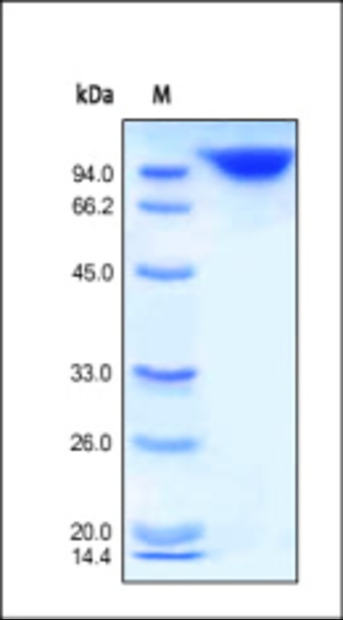CD26 Recombinant Protein