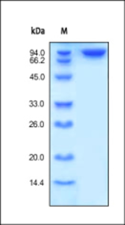 CD26 Recombinant Protein