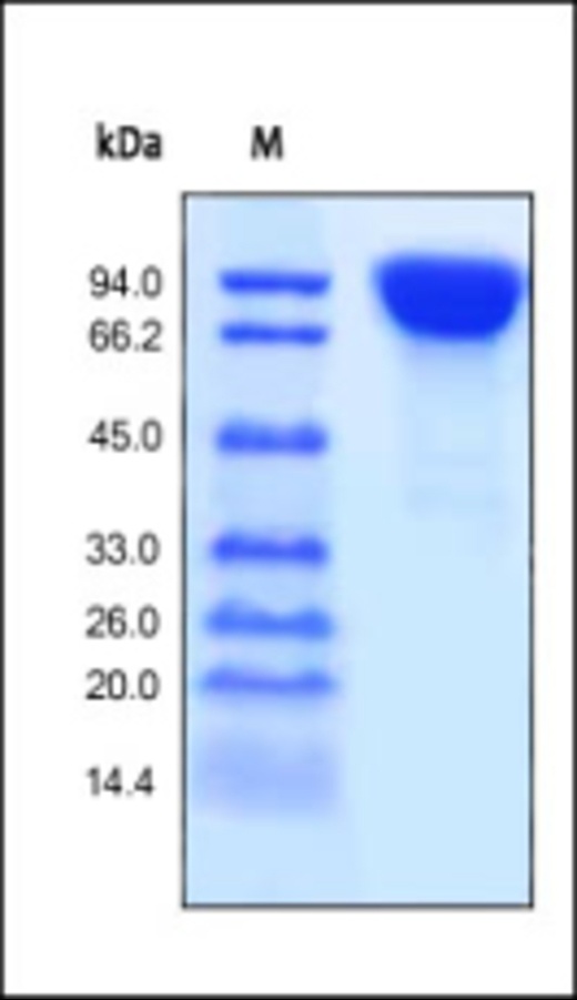 CD26 Recombinant Protein