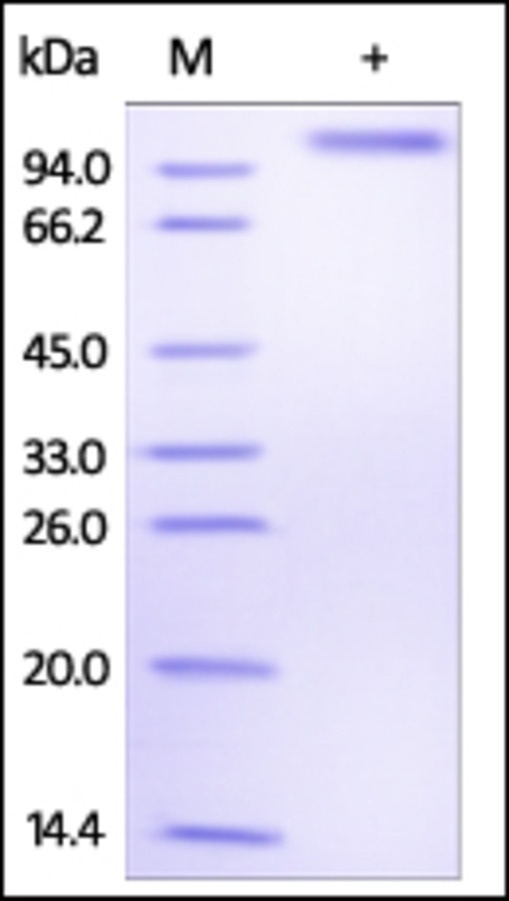 Delta4 Recombinant Protein