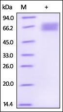 DKK 3 Recombinant Protein