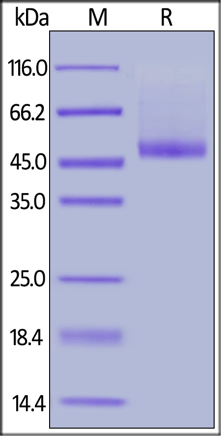 Bone proteoglycan II Recombinant Protein