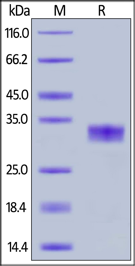 CAR Recombinant Protein