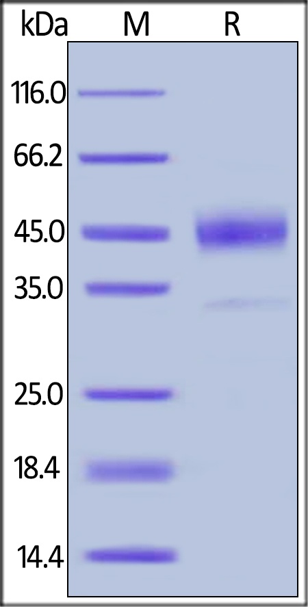 Cathepsin B Recombinant Protein