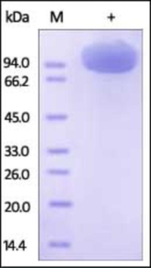 CD115 Recombinant Protein