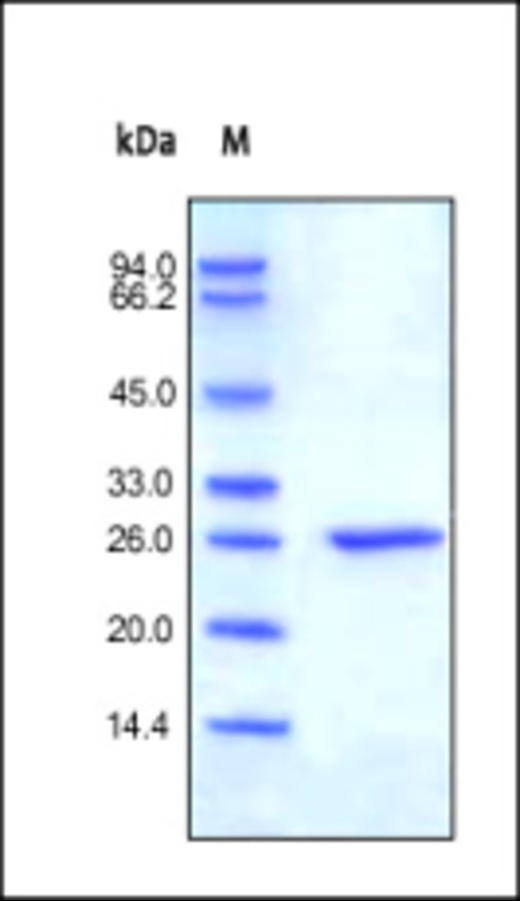 CRP Recombinant Protein