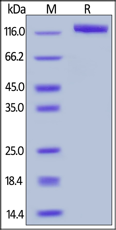 Contactin 2 Recombinant Protein