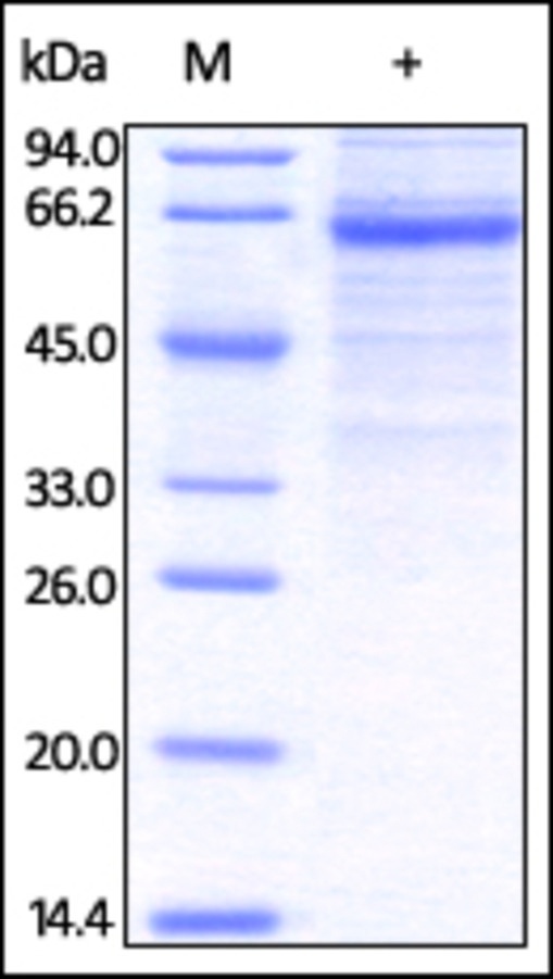 CLEC4G Recombinant Protein