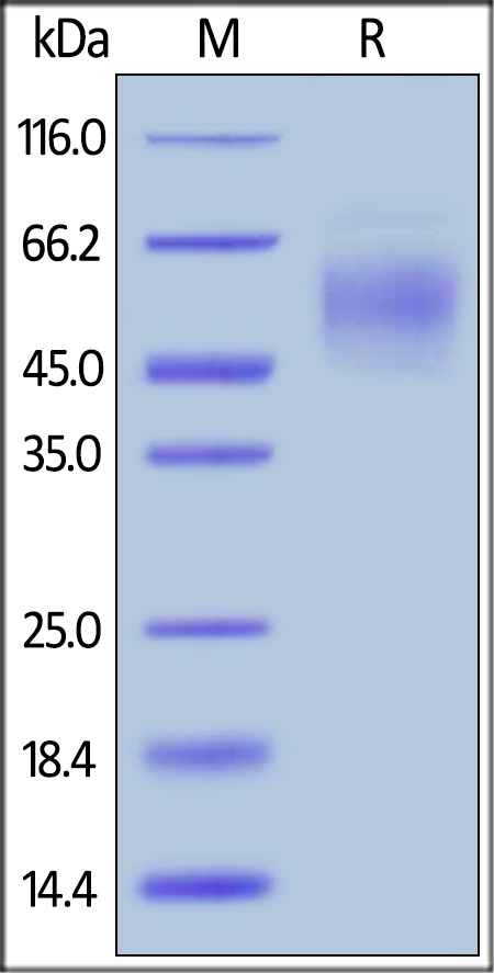 CEACAM 6 Recombinant Protein