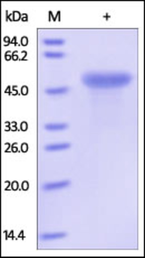 CD99 Recombinant Protein