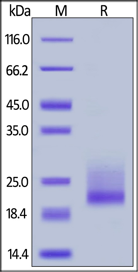 CD69 Recombinant Protein