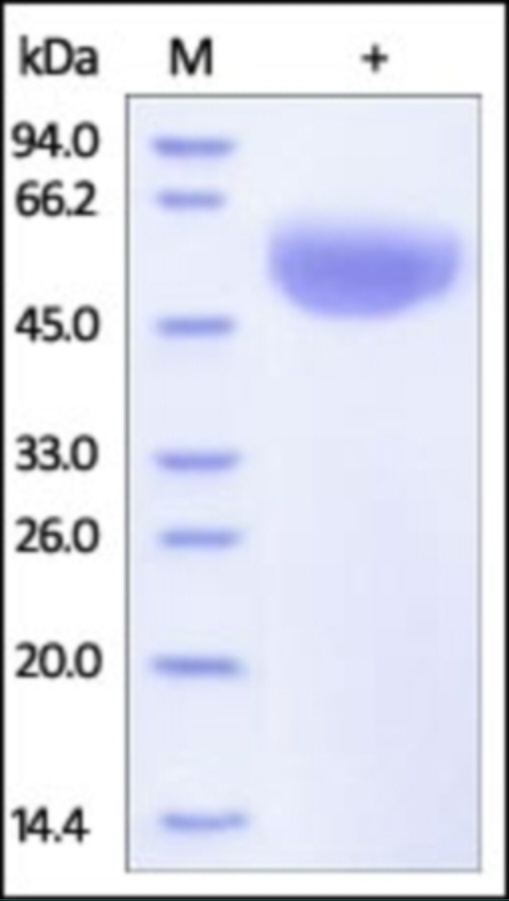 CD47 Recombinant Protein