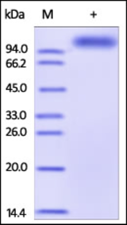 ALCAM Recombinant Protein