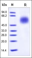 CD55 Recombinant Protein