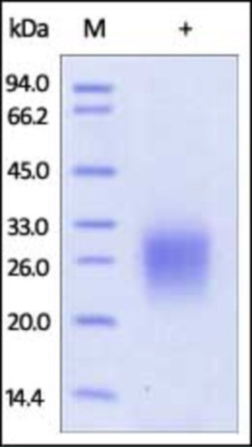 CD74 Recombinant Protein