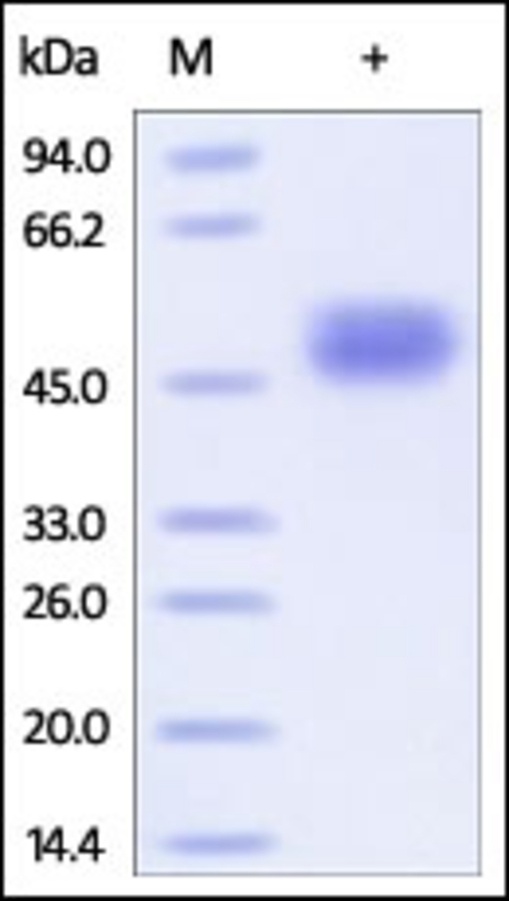 CD14 Recombinant Protein