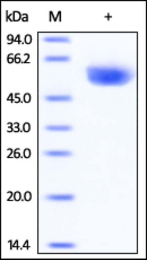CD4 Recombinant Protein