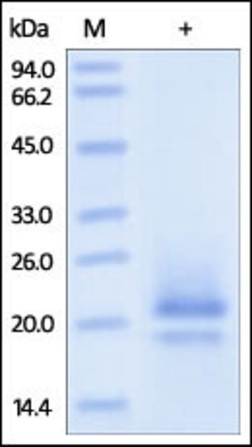 CD83 Recombinant Protein