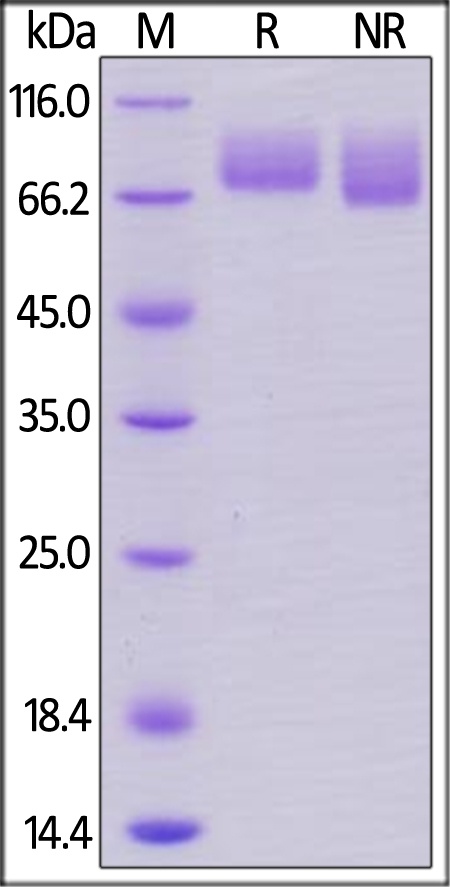 PECAM1 Recombinant Protein
