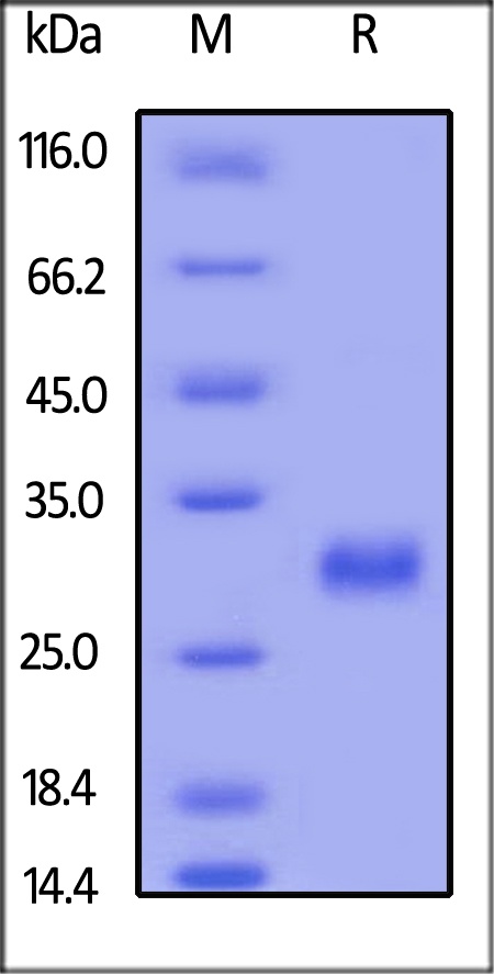CD40 Recombinant Protein