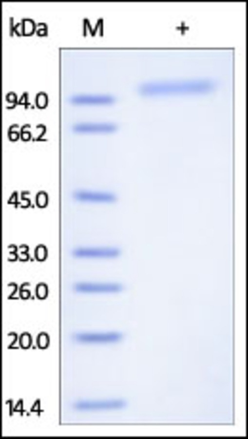 Cadherin 6 Recombinant Protein