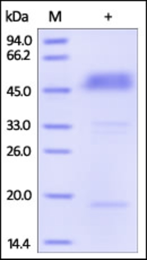 BTLA Recombinant Protein